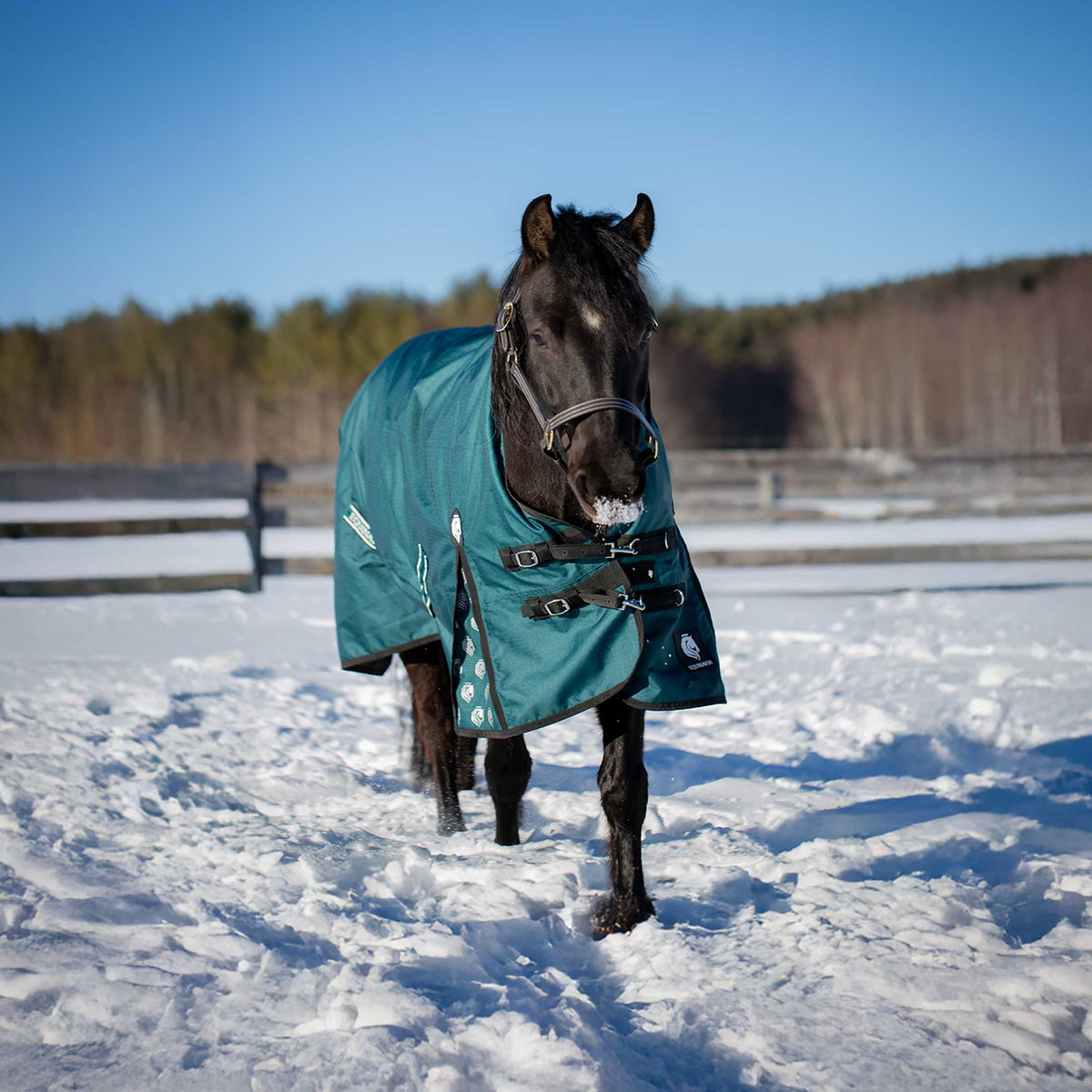 Equinavia Arktis Extended Neck Mid Weight Turnout Blanket 200g image #4