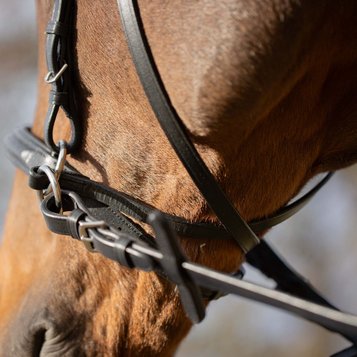 Equinavia Saga Bitless Bridle image #4