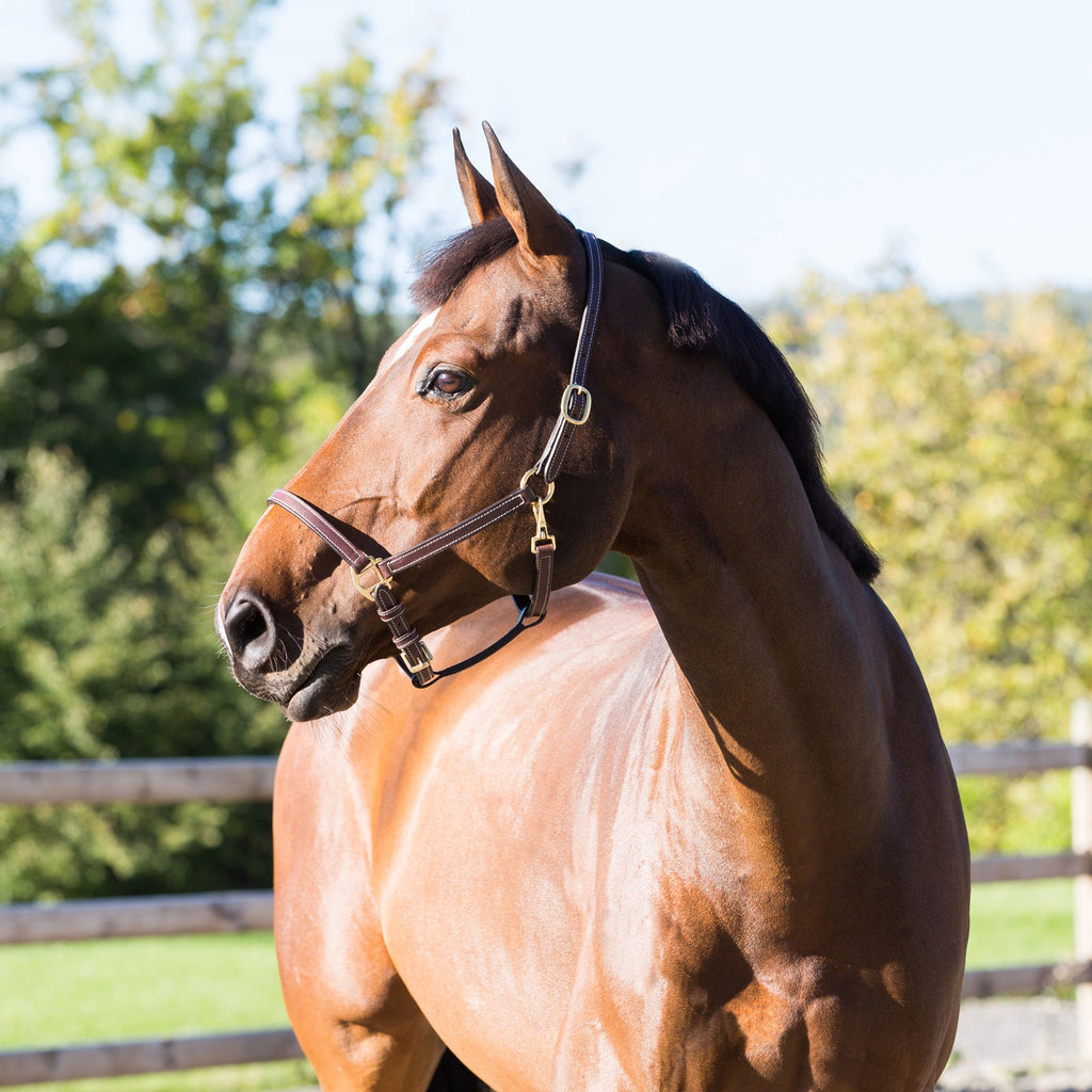 Horze Fremont Leather Horse Halter image #2