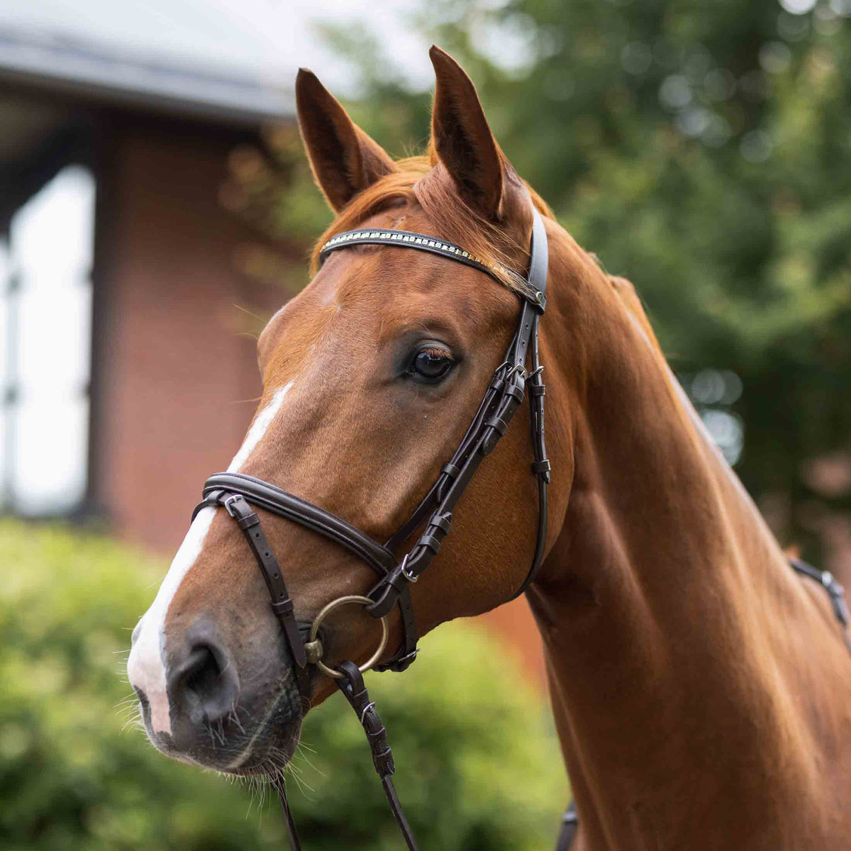 Horze Weston Flash Bridle w/ Reins image #4