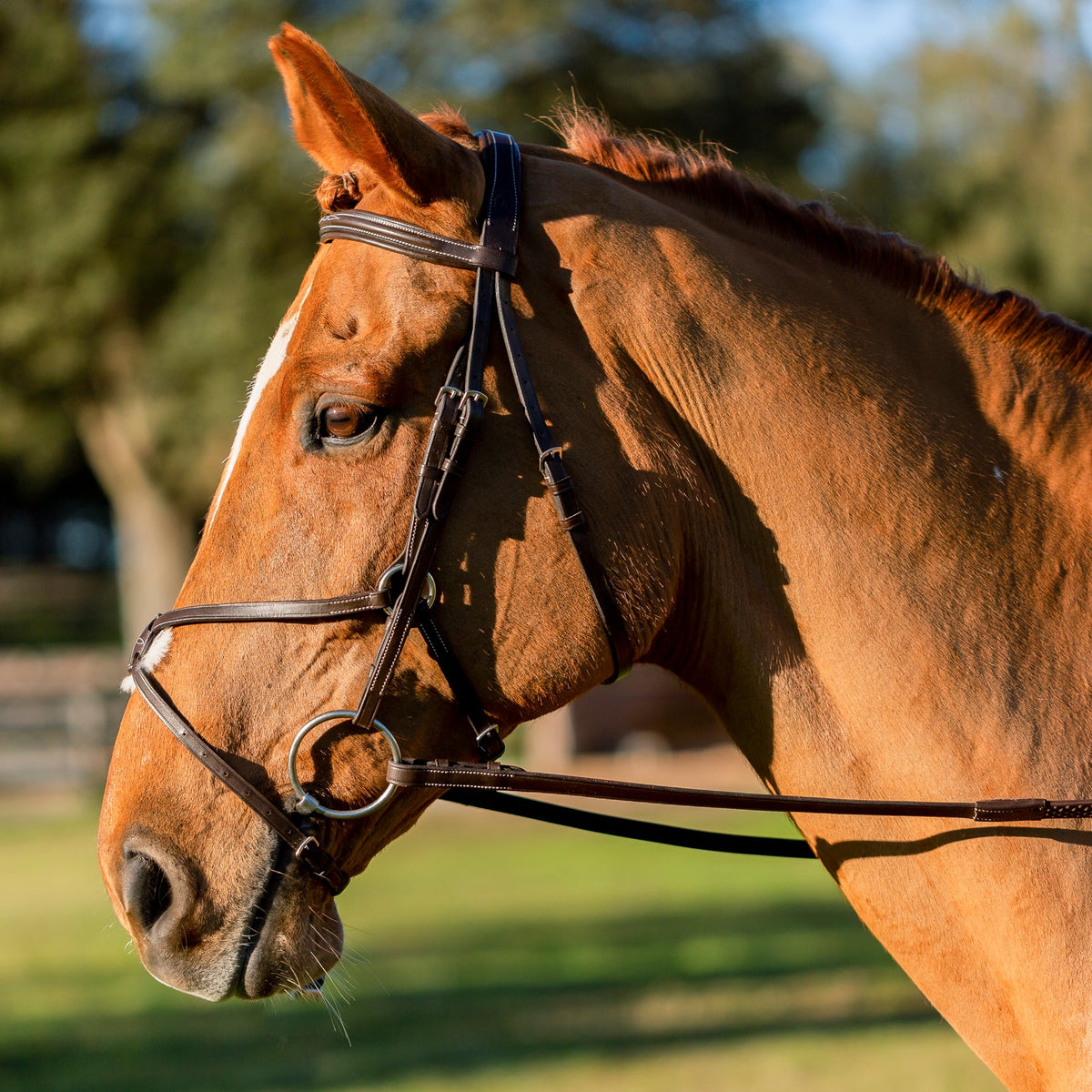 Equinavia Saga Fancy Stitched Figure 8 Bridle & Reins image #4