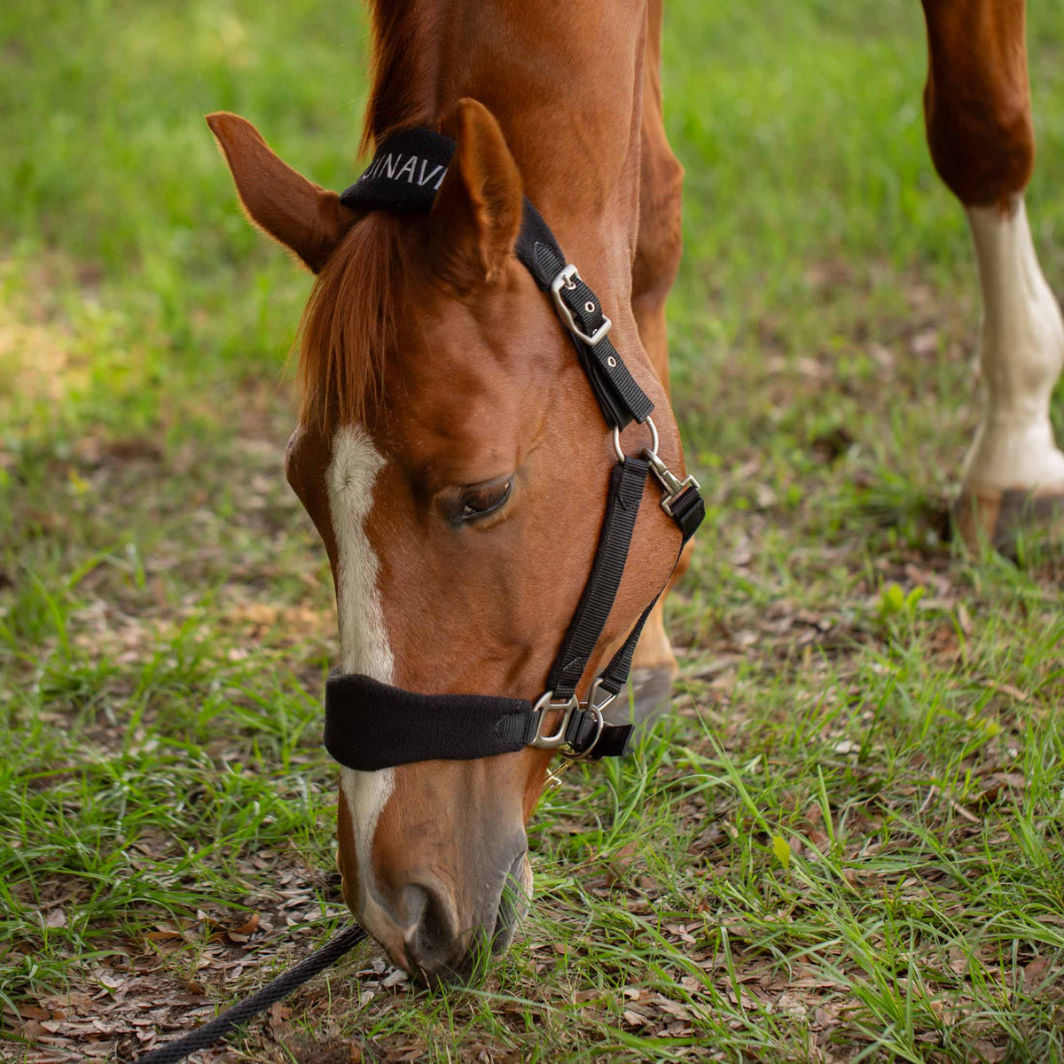 Equinavia Saga Fleece Padded Breakaway Halter image #4