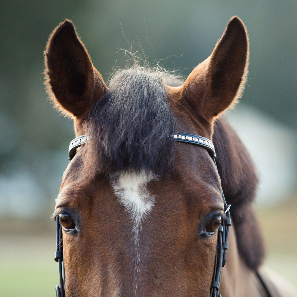 Horze Weston Flash Bridle w/ Reins image #4