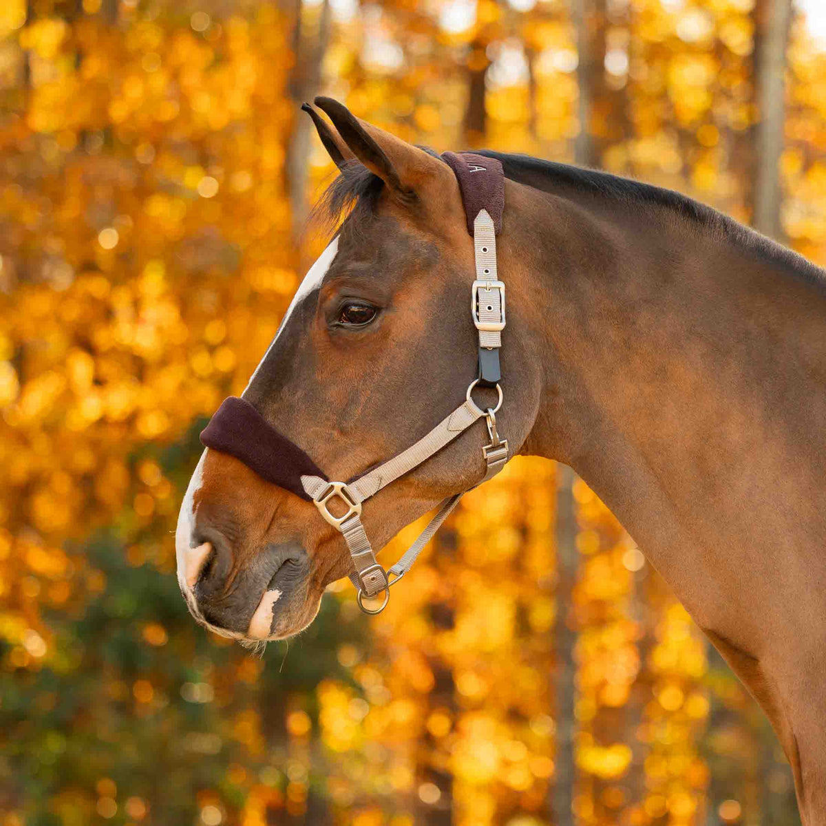 Equinavia Saga Fleece Padded Breakaway Halter image #1