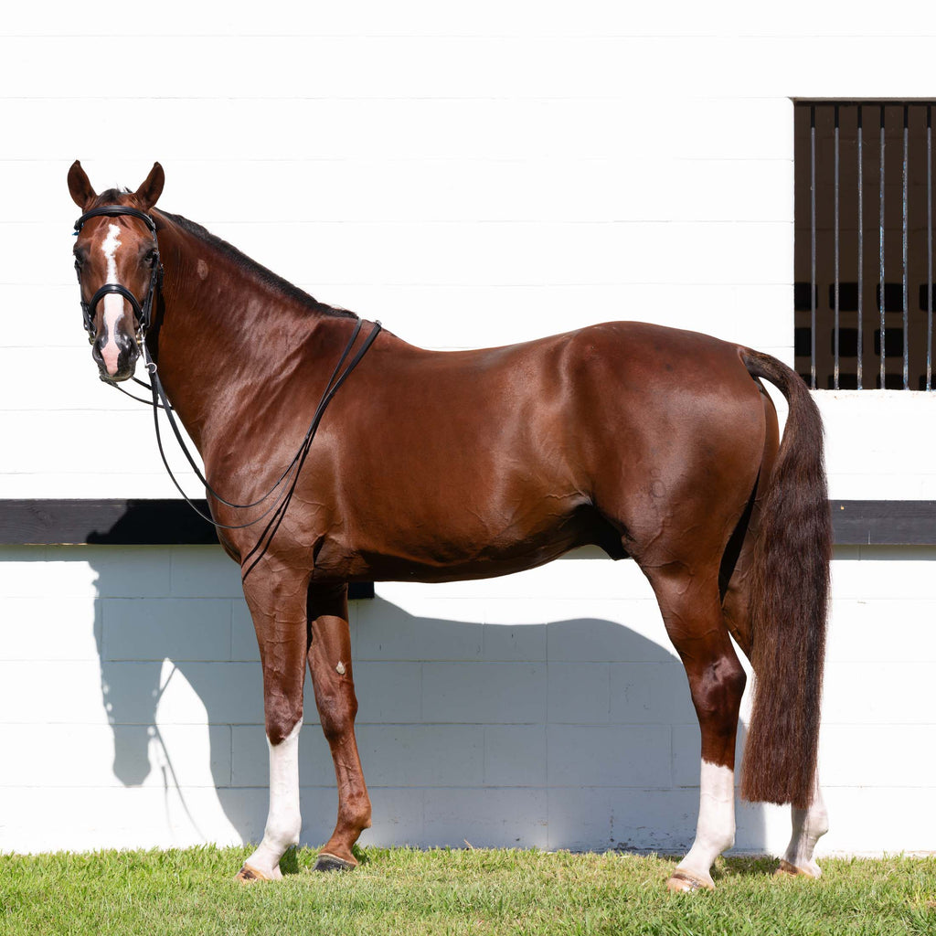 Equinavia Saga Double Bridle w/ Reins image #6