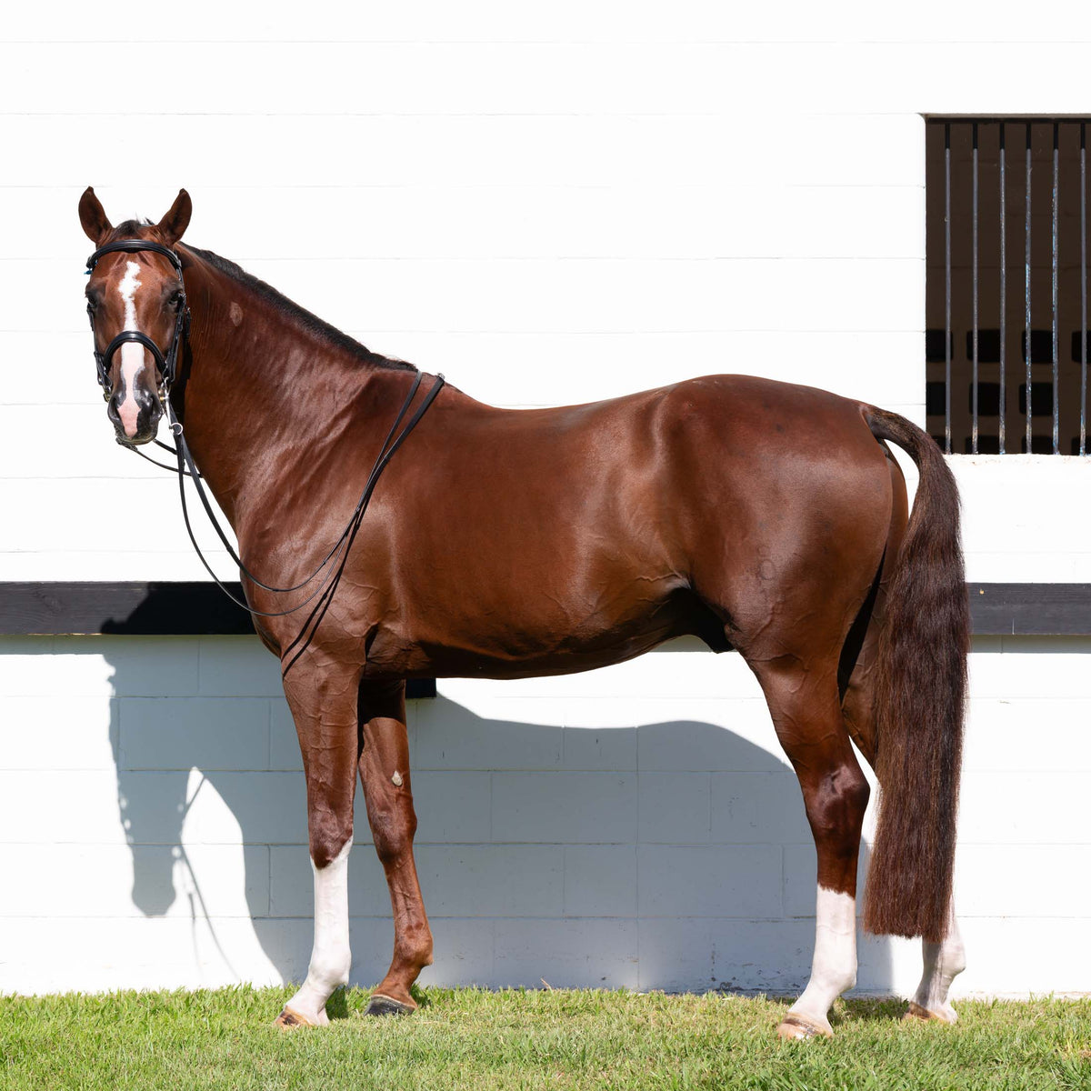 Equinavia Saga Double Bridle w/ Reins image #6