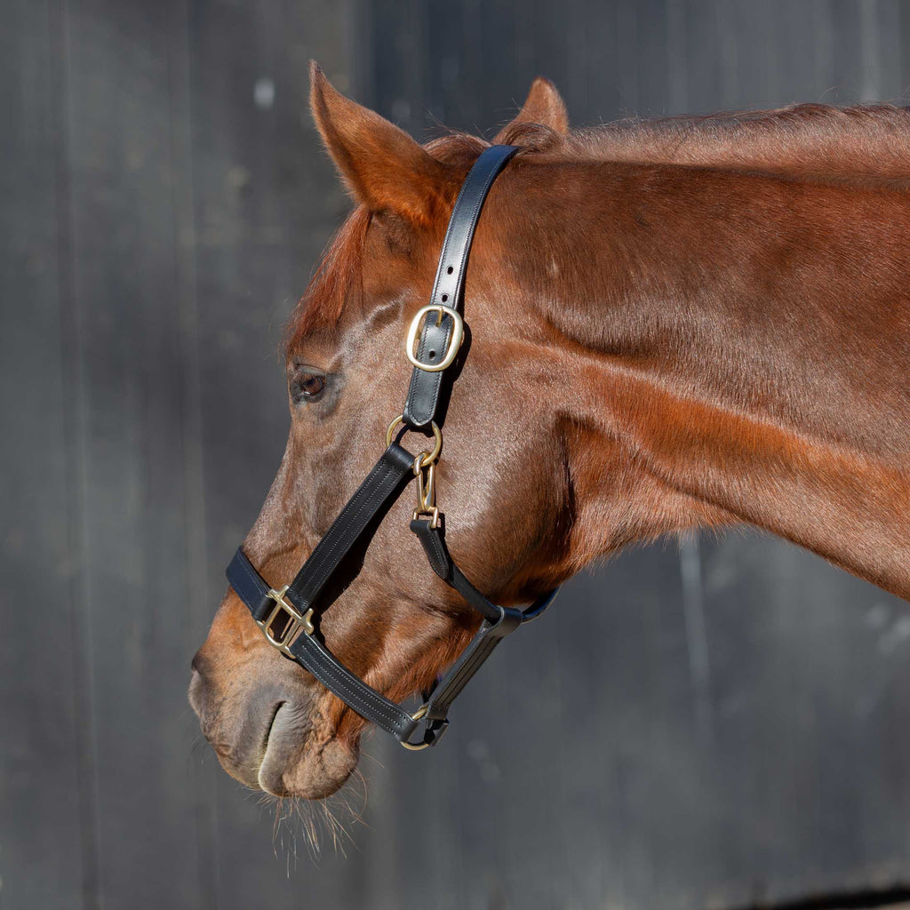 Equinavia Valkyrie Classic Leather Halter image #2