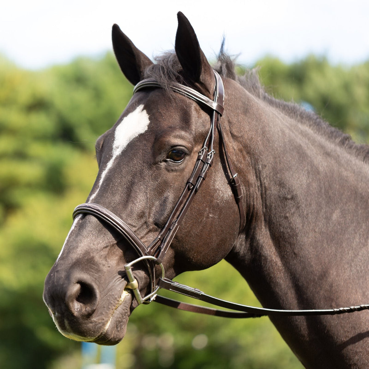 Equinavia Saga Fancy Stitched Hunter Bridle & Reins image #3