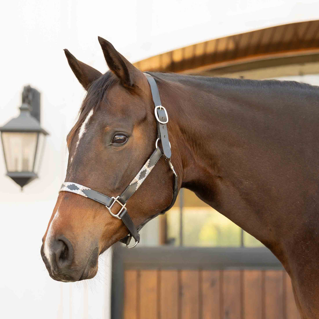 Equinavia Siri Polo Leather Halter image #1
