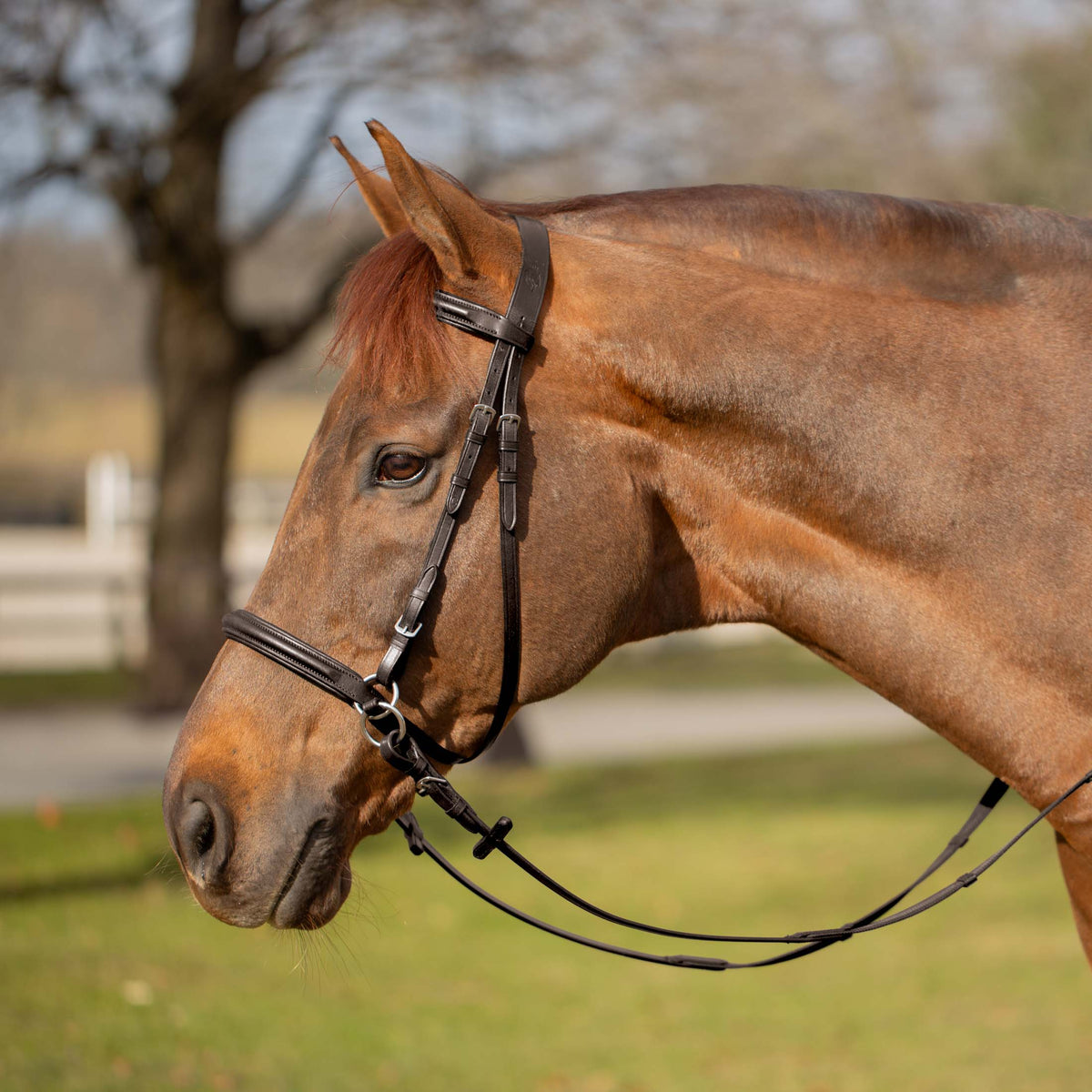 Equinavia Saga Bitless Bridle image #1