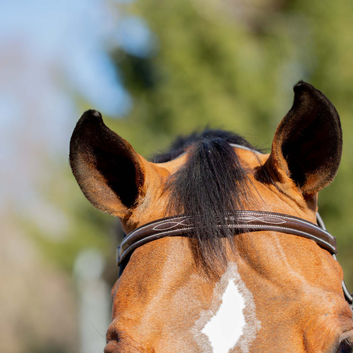 Equinavia Valkyrie Classic Wide Noseband Hunter Bridle with Reins image #5