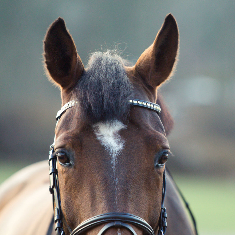 Horze Weston Flash Bridle w/ Reins image #7