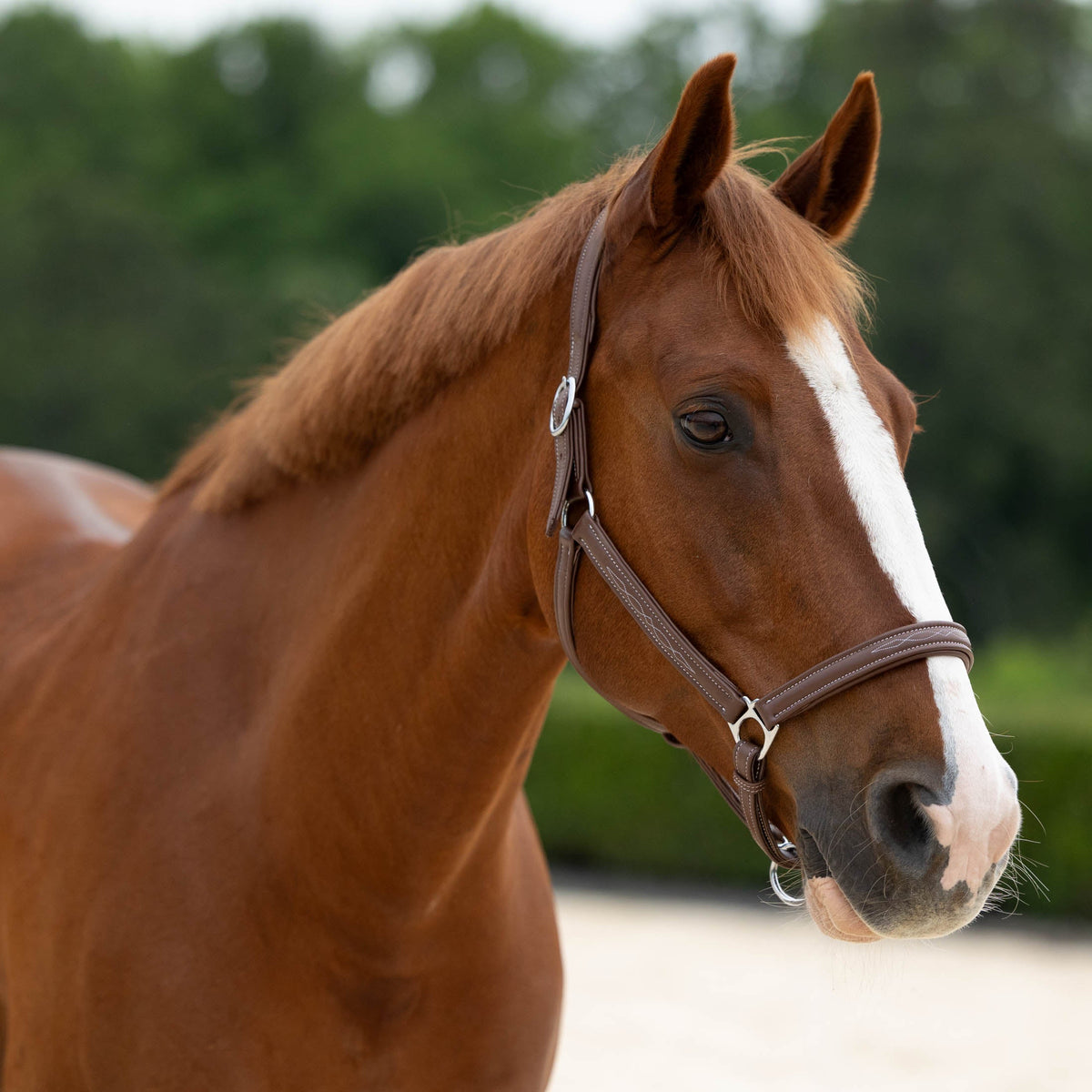 Horze Warren Soft Leather Halter image #4