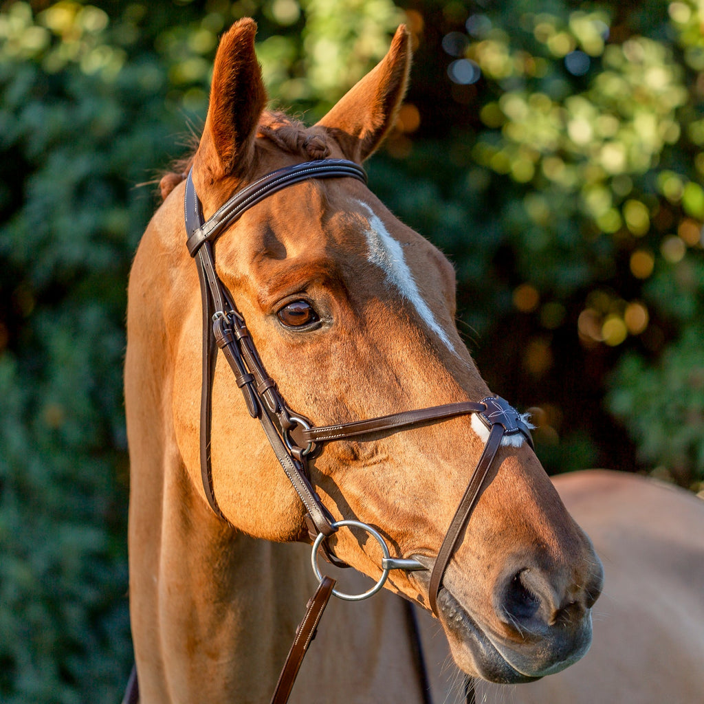 Equinavia Saga Fancy Stitched Figure 8 Bridle & Reins image #2