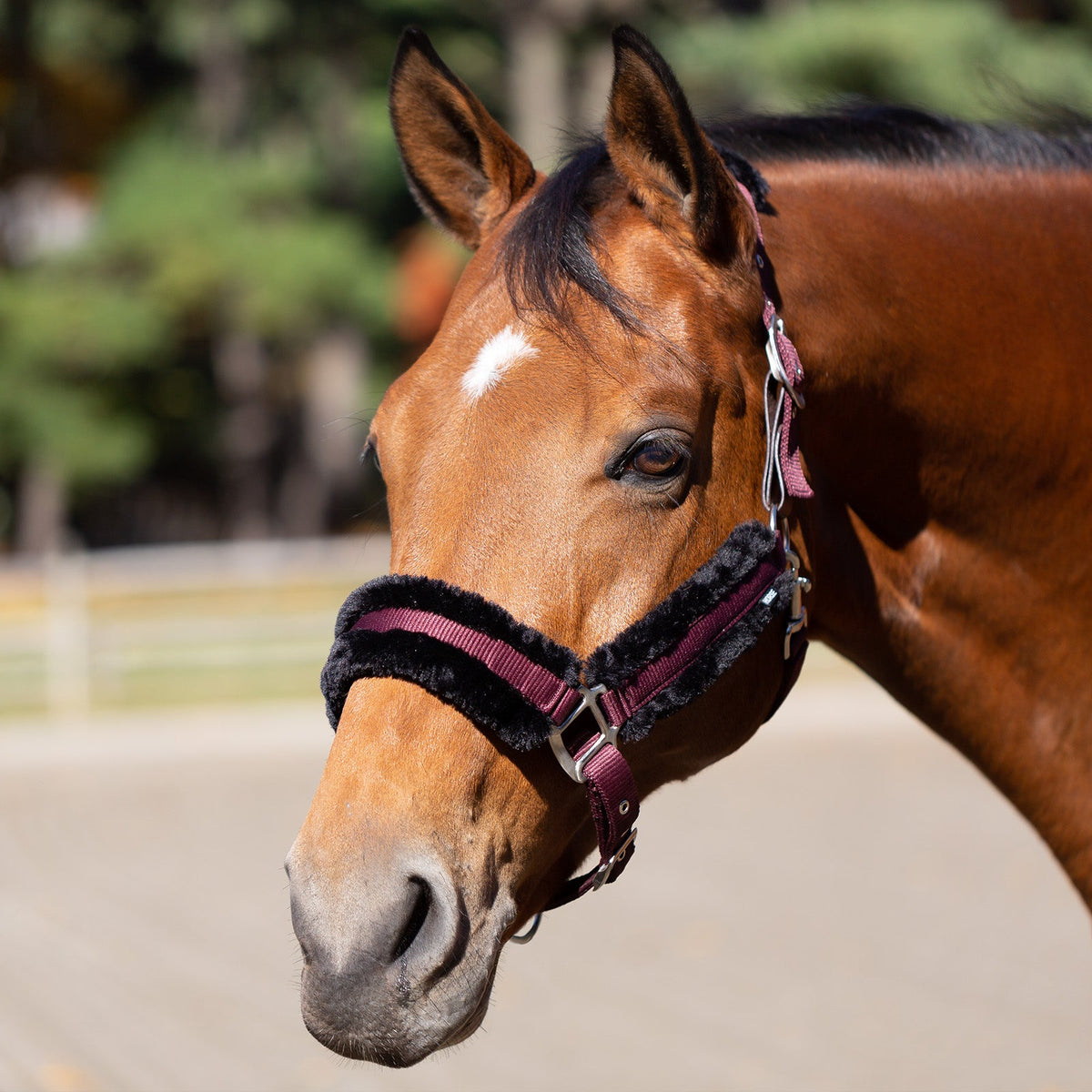 Equinavia Valkyrie Ultra Fleece Breakaway Halter image #3