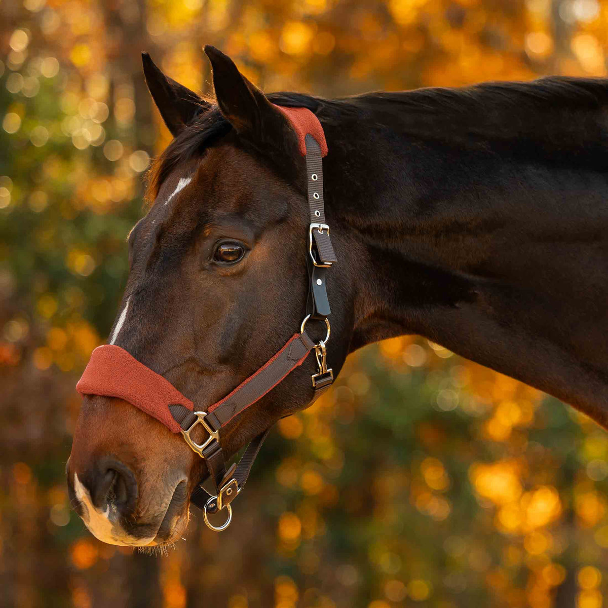 Equinavia Saga Fleece Padded Breakaway Halter image #1