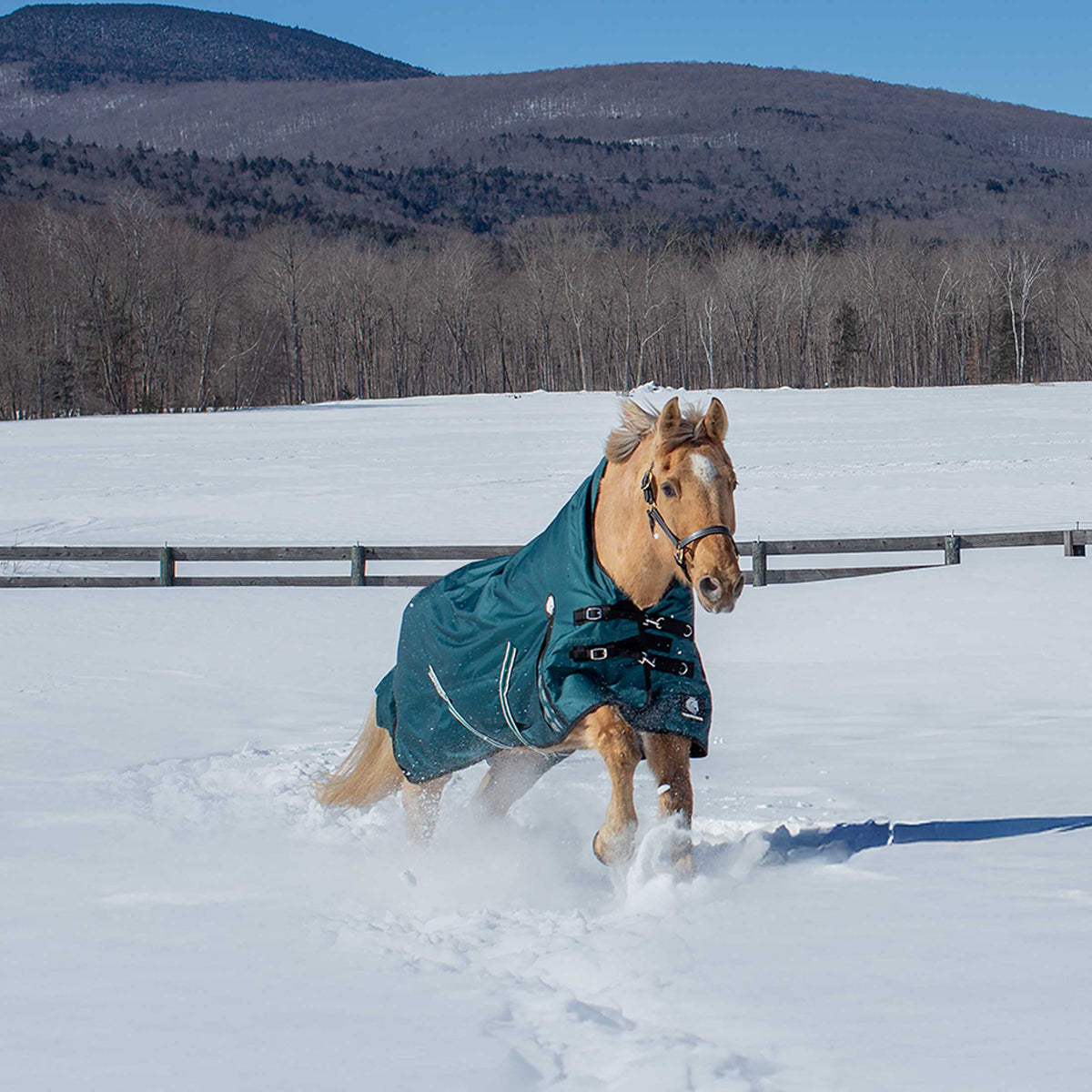 Equinavia Arktis Extended Neck Mid Weight Turnout Blanket 200g image #3