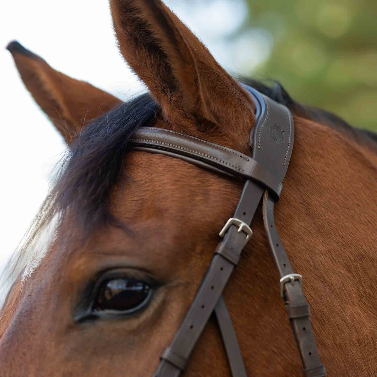 Equinavia Saga Hackamore Bridle with Rubber Reins image #2